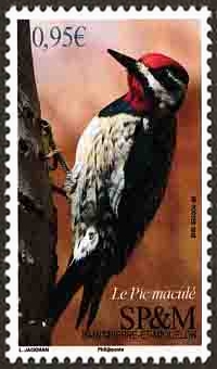 timbre de Saint-Pierre et Miquelon N° 1198 légende : Le Pic maculé