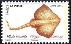  Poissons de mer <br>Raie bouclée