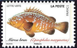  Poissons de mer <br>Mérou brun