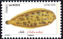  Poissons de mer <br>Sole