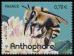  Les abeilles solitaires (Anthophore) 