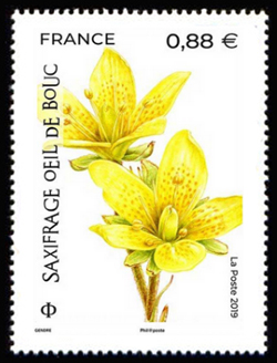  La flore en danger <br>Saxifrage œil-de-bouc
