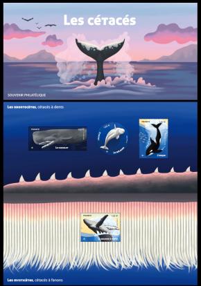  Les cétacés 