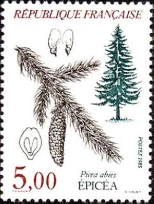  Epicéa (Picea abies) 