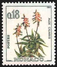  Aloes ciliaris 