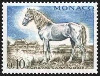  Cheval de sang : camarguais 