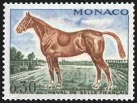  Cheval de sang : cheval de selle français 