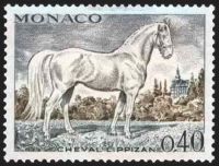  Cheval de sang : cheval lippizan 