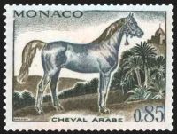 Cheval de sang : cheval arabe 