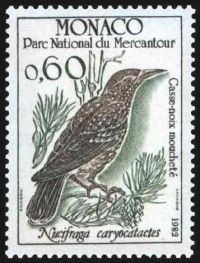  Oiseaux du parc national du Mercantour : Nucrifraga caryocatactes 