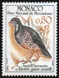 Oiseaux du parc national du Mercantour : Alectoris graeca saxatilis 