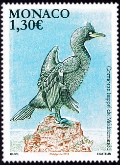  Le Cormoran huppé de Méditerranée 