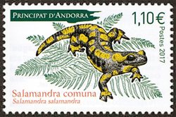  Salamandre (Salamandra comuna) 