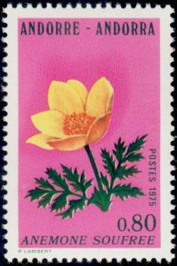 timbre Andorre N° 246 légende : Anémone soufrée