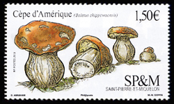 timbre de Saint-Pierre et Miquelon x légende : Le Cèpe d'Amérique