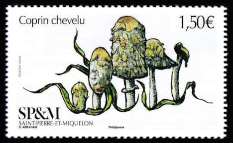 timbre de Saint-Pierre et Miquelon x légende : Coprin chevelu