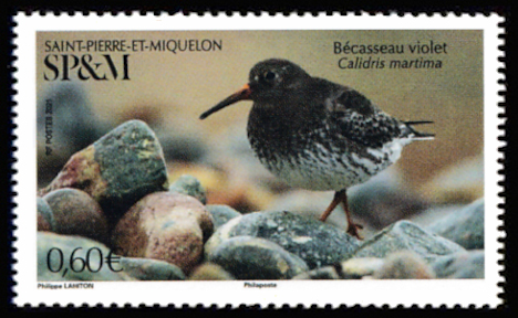 timbre de Saint-Pierre et Miquelon x légende : Bécasseau violet