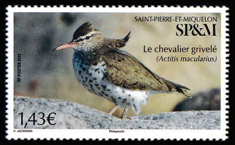 timbre de Saint-Pierre et Miquelon x légende : Le Chevalier grivelé