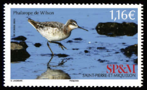 timbre de Saint-Pierre et Miquelon x légende : Pharalope de Wilson