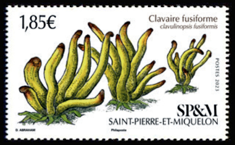 timbre de Saint-Pierre et Miquelon x légende : Clavaire Fusiforme