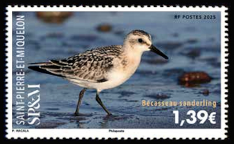 timbre de Saint-Pierre et Miquelon x légende : Becasseau Sanderling