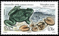  La Grenouille nénuphar 