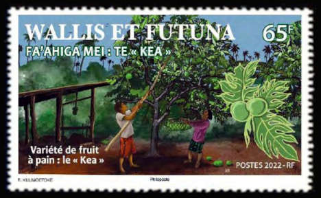 timbre de Wallis et Futuna x légende : Fa'Ahiga Mei, Te «Kea» - Variété de fruits à pain , le «Kea»