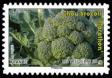  Des légumes pour une lettre verte, Chou brocoli 
