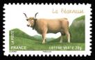  Les vaches de nos régions, races bovines rares 