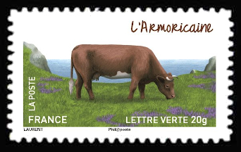  Les vaches de nos régions, races bovines rares <br>L'armoricaine