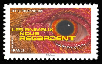  Les animaux nous regardent <br>Coq de race Brahma