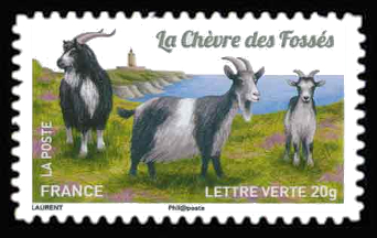  Chèvres, plus d'un million de chèvres <br>La chèvre des fossés