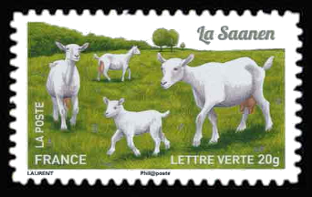  Chèvres, plus d'un million de chèvres <br>La Saanen