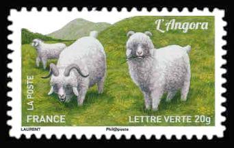  Chèvres, plus d'un million de chèvres <br>L'angora