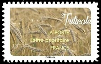  Carnet « Une moisson de céréales »  <br>Triticale