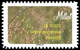  Carnet « Une moisson de céréales »  <br>Millet