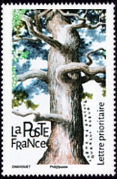  Les arbres <br>Le Chêne pédonculé