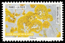  Oeuvres de la nature <br>Lichen crustacé sur un rocher