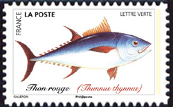  Poissons de mer <br>Thon rouge