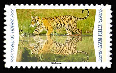  Animaux du monde «Reflets» <br>Tigre de Sibérie