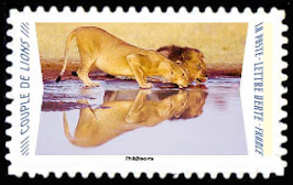  Animaux du monde «Reflets» <br>Couple de lions