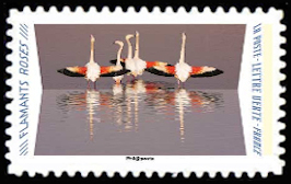  Animaux du monde «Reflets» <br>Flamants roses