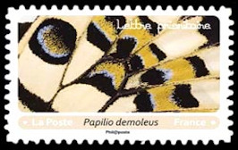  « Effets papillons ». détails d'ailes <br>Papilio demoleus