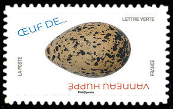  Œuf d’oiseau <br>Œuf de vanneau huppé