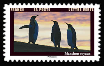  Les animaux au crépuscule <br>Manchots royaux