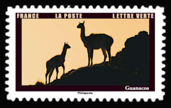  Les animaux au crépuscule <br>Guanacos