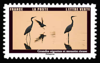  Les animaux au crépuscule <br>Grandes aigrettes et mouette rieuse