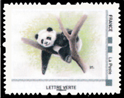 Le Panda est herbivore