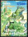  Iguane des Antilles 
