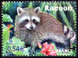 timbre N° 4034, Le Racoon de La Guadeloupe